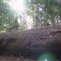 Springbrook National Park
