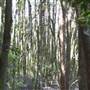 Springbrook National Park