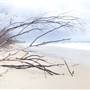 Minjeeribah (North Stradbroke Island) - Home Beach