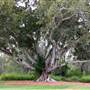 Kholo Botanic Gardens