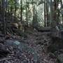 Tamborine National Park