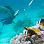 Great Barrier Reef