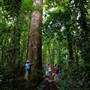 Mossman Gorge