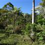 The Backlot, Bonogin - Overview