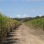 Gold Coast Sugar Cane Fields