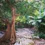 Spring Creek - near Port Douglas