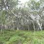 South Stradbroke Island - Beach (South of Surf Club)