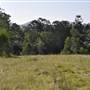 Bonogin Backlot - Dead Tree Paddock