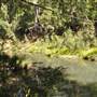 Venus Pools, Stream & Forest