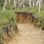 Mulgumpin (Moreton Island) Bush Track - Middle Road