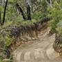 Mulgumpin (Moreton Island) Bush Track - Middle Road
