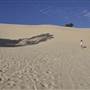 Mulgumpin (Moreton Island) - Big Sand Hills