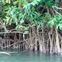 Mulgrave River (Cairns Region)
