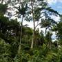 Mulgrave River (Cairns Region)