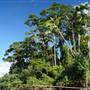 Mulgrave River (Cairns Region)