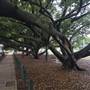 Oxford St, Bulimba