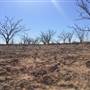Dead Tree Patch