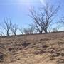 Dead Tree Patch