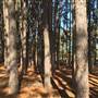 Pine Forest, Riverside Skate Park & Open Sports Fields - Pizzey Park