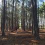 Pine Forest, Riverside Skate Park & Open Sports Fields - Pizzey Park