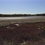 Brisbane Region - Swamps / Mangroves (St Helena Island)