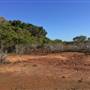 Brisbane Region - Swamps / Mangroves (St Helena Island)