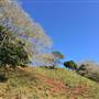 St Helena - Tree Areas & Rainforest