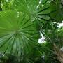 Daintree Fan Palm Forest