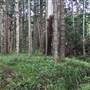 Bonogin Backlot & Pine Forest
