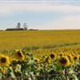 Sunflower Fields