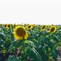 Sunflower Fields