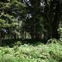 Hinterland Stream with Forest & Paddock