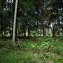 Hinterland Stream with Forest & Paddock