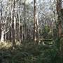 Gold Coast - Coombabah Paperbark Forest