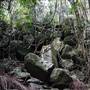 Jungle / Strangler Figs / Palm Grove / Rock Wall