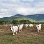 Townsville Region - Cromarty Wetlands