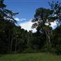 Hinterland Jungle Backlot