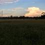 The Secret Forest - Oxley Creek Common