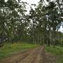 Dirt Road / Wilderness / Pastures