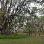 Harrys Hut Area (Noosa Everglades)