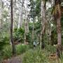 Fig Tree Point (Noosa Everglades)