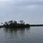 Lake Cooroibah (Noosa Everglades)