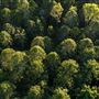 Bunya Mountains