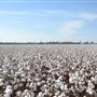 Cotton Fields