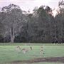 Coombabah Lakelands Conservation Area - Open Field & Forest