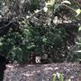 Great Keppel Island - Wop-Pa - Butterfish Bay