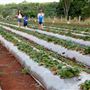Shaylee Strawberry Farm