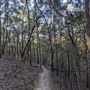 Toohey Forest - Toohey Ridge Track