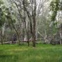 Karawatha Forest Park - Melaleuca Circuit