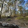 Bloodwood Track - Whites Hill Reserve